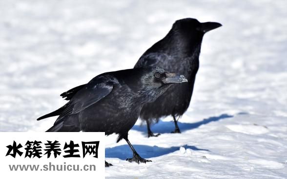 乌鸦怎么训