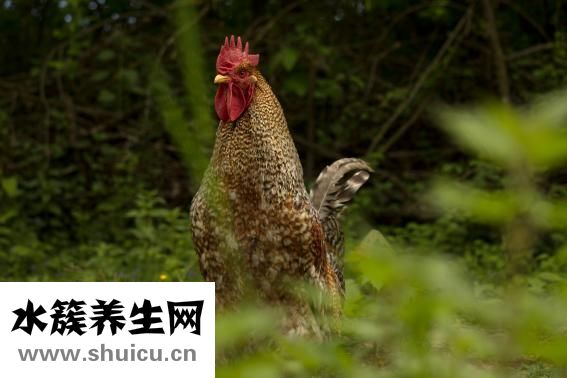 野生黄芪怎么吃