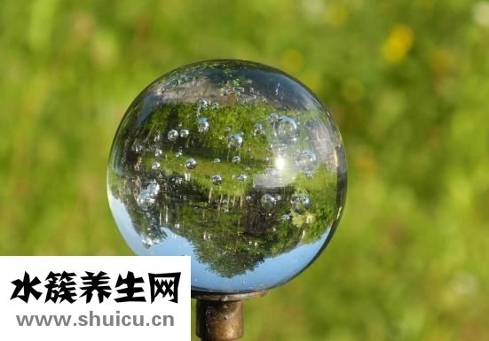 玻璃球花怎么养