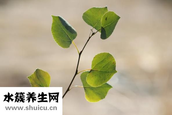泰国艾凯妮怎么使用