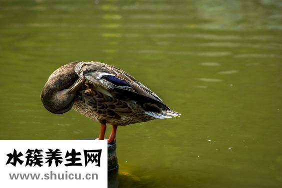 外阴长粉刺怎么办