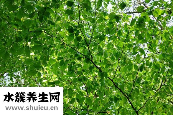 碱蓬草怎么吃