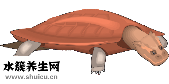 糖炒栗子怎么剥