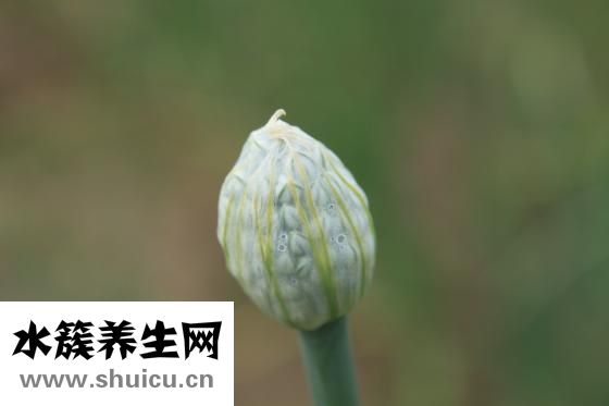 红蘑怎么做