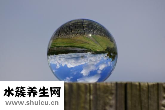 玻璃球花怎么养
