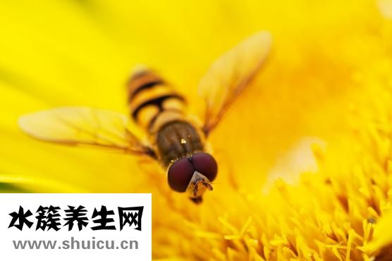 怎么把苍蝇哄出屋子