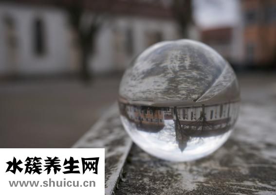 玻璃球花怎么养
