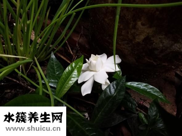 家庭花架怎么搭？掌握好各种花架质量就可以处理了