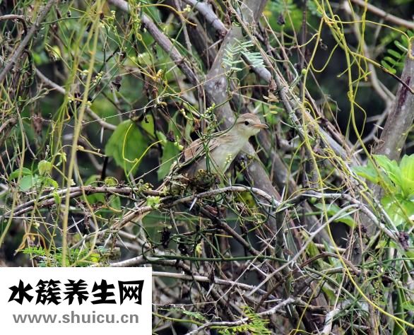 野生黄芪怎么吃