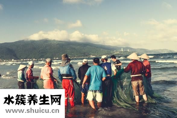 碱蓬草怎么吃