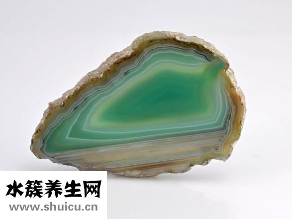玛瑙花怎么养