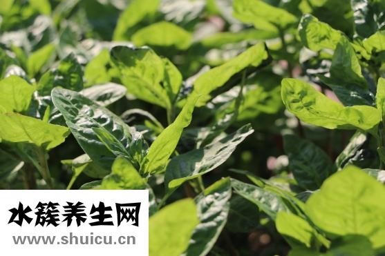 泰国艾凯妮怎么使用