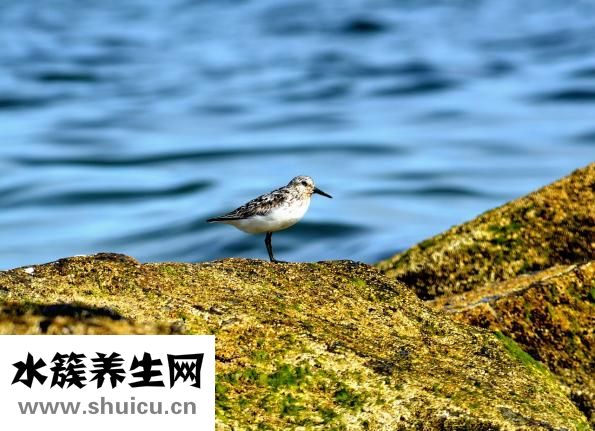 传奇虫子怎么走