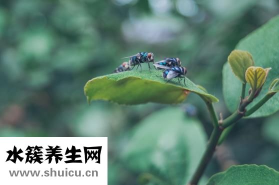 怎么把苍蝇哄出屋子
