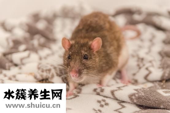 被仓鼠咬到怎么办