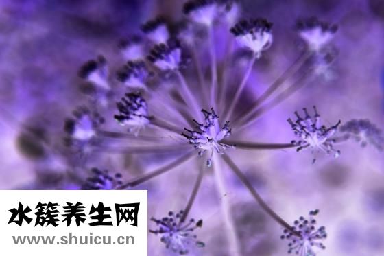 印花怎么画