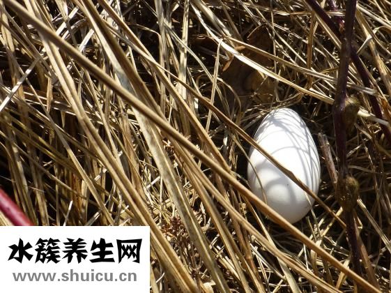 狗落枕怎么办