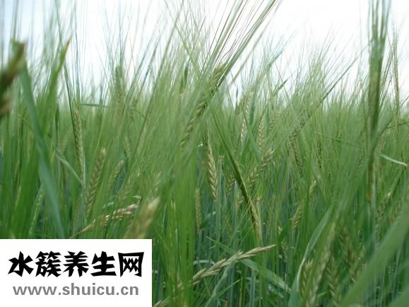 小金刚手串怎么盘