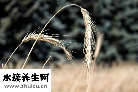 宝宝耳朵有脓怎么办