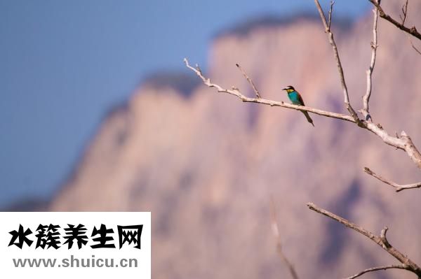 好多蚊子怎么办