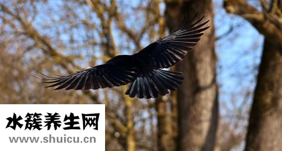 乌鸦怎么训