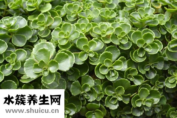 地不容怎么养