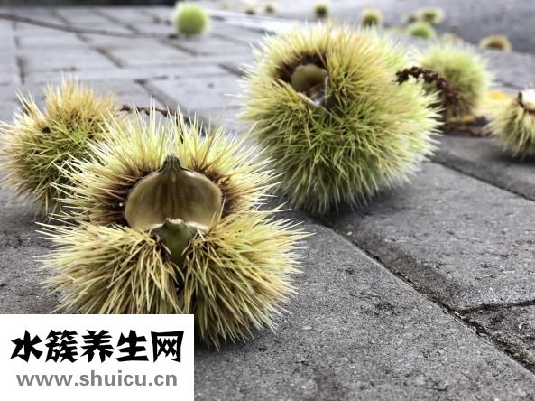 糖炒栗子怎么剥