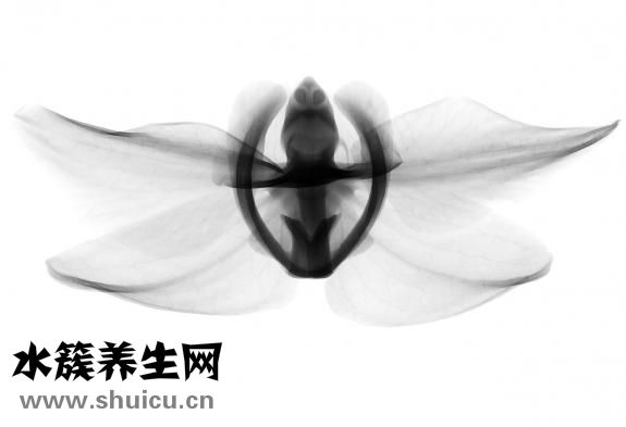 放射线怎么