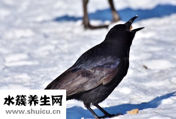 乌鸦怎么训