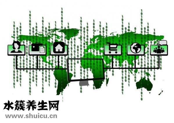菊花茶怎么放
