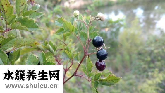 野生黄芪怎么吃