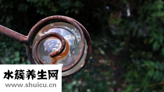 玻璃球花怎么养