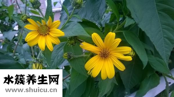 土豆怎么煮比较烂