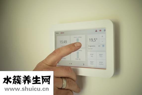 菊花茶怎么放
