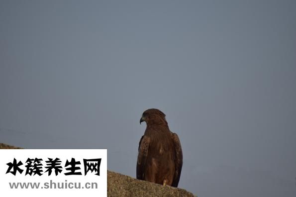 怀孕腋窝黑怎么办