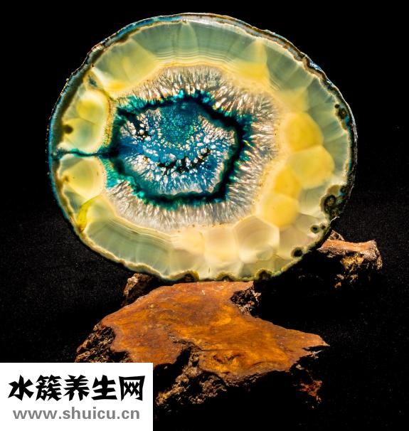 玛瑙花怎么养