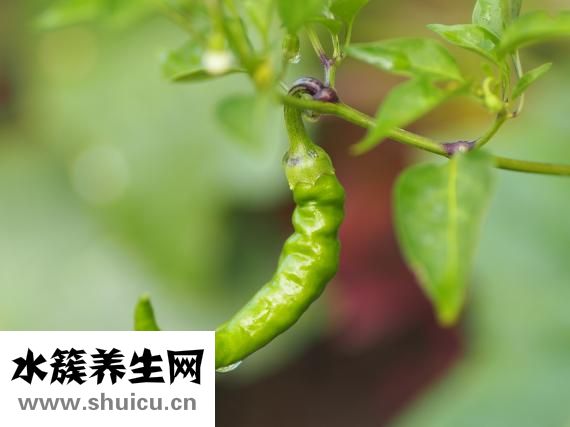 隔夜菜怎么加热