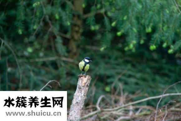 大鼠垂体怎么取