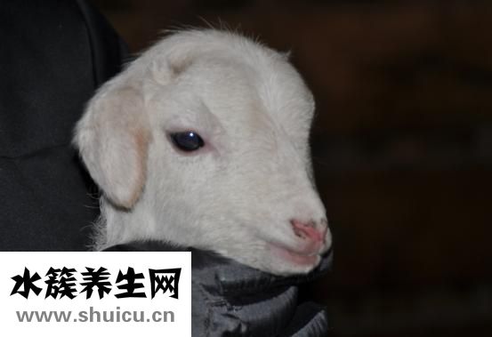 婴儿摇铃怎么选