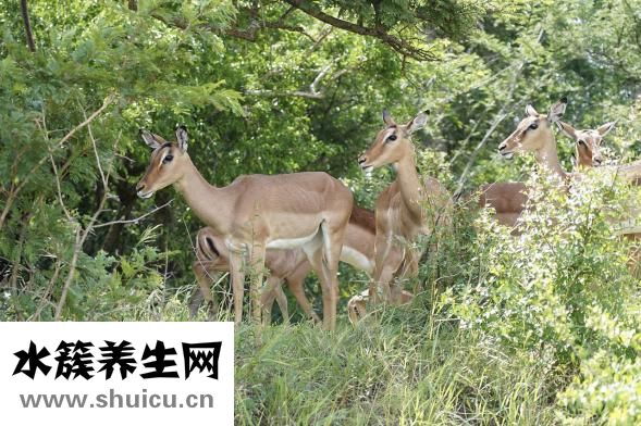 怎么辨别野生甲鱼