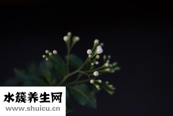 琵琶怎么吃