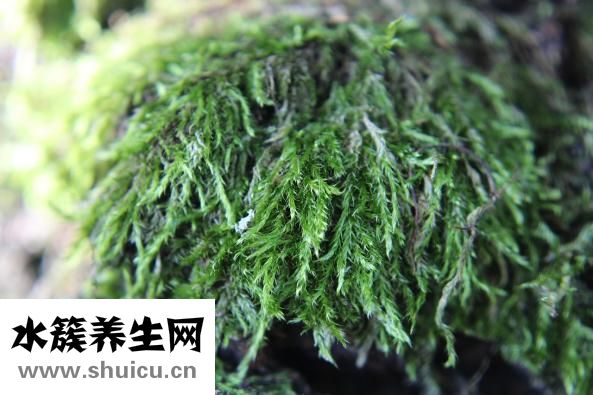 起司猫怎么画