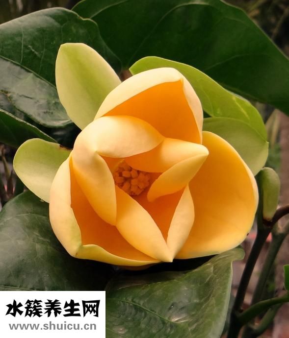 微波炉怎么蒸蛋
