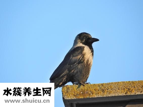 乌鸦怎么打不详