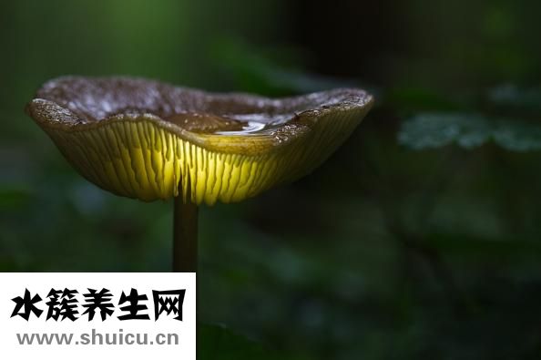菌子怎么做
