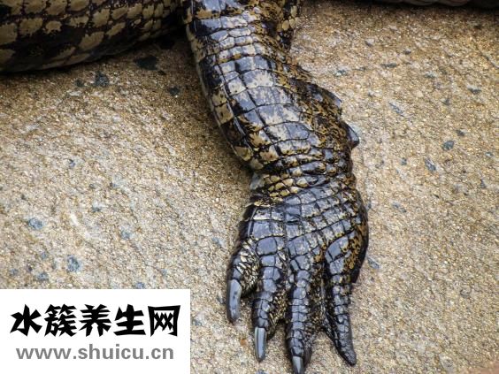 怎么杀死鳄鱼