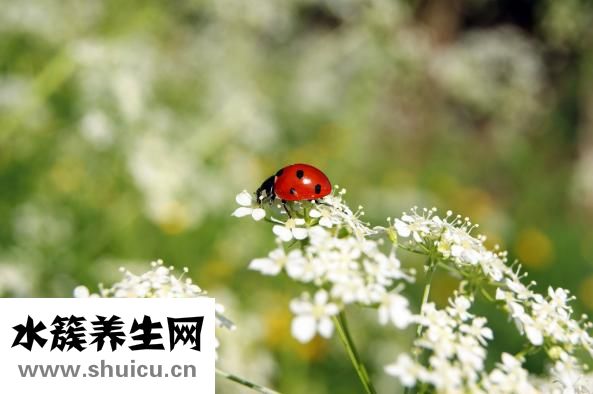 白衣服变黄怎么洗白