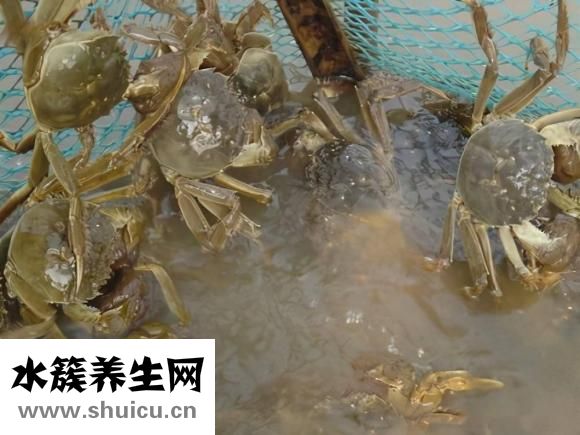 熟河蟹怎么保存