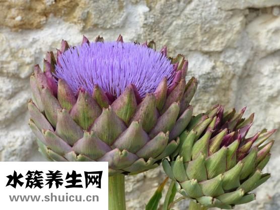 姬瑶花怎么变坏的