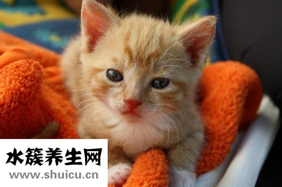 怎么斗鸡眼